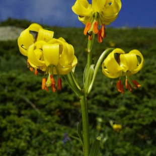 Lilium carniolicum